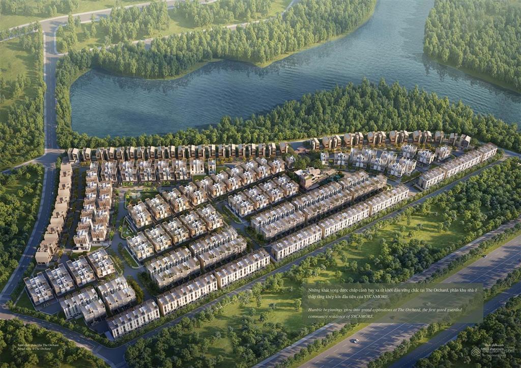 The Orchard Sycamore